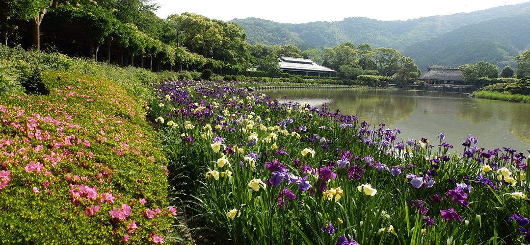 日本庭園南楽園　菖蒲園