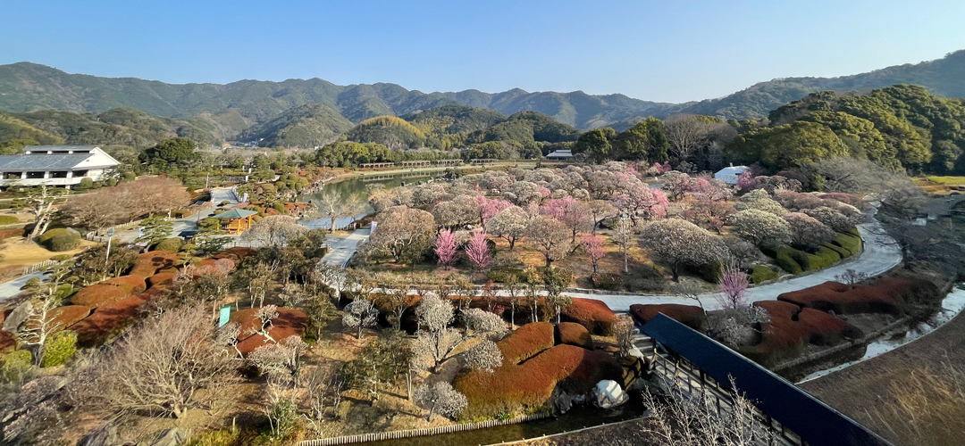 日本庭園南楽園　梅園