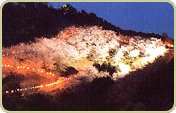 大森山の夜桜