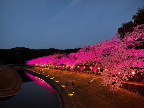 艶やかな外堀桜