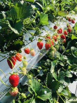 いちご狩り1