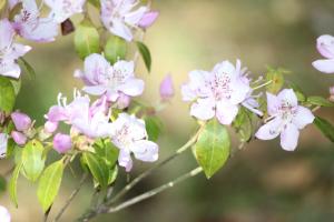 トキワバイカツツジ
