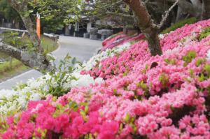 クルメキリシマ