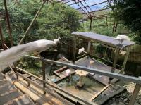 白クジャク