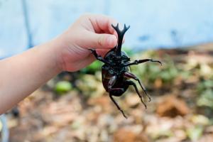 カブトムシふれあい