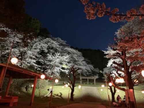 大森山桜園夜桜