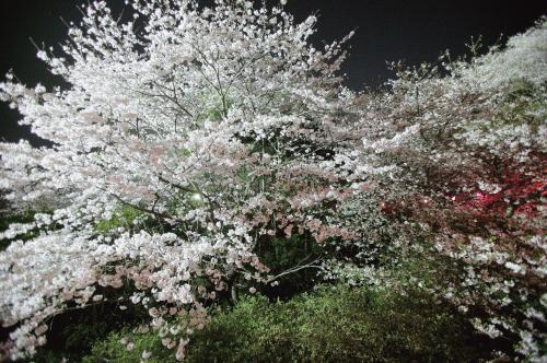 夜桜