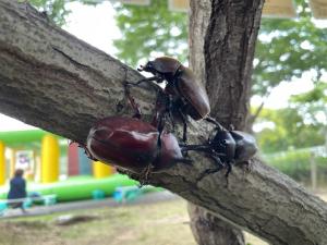 kabuto1