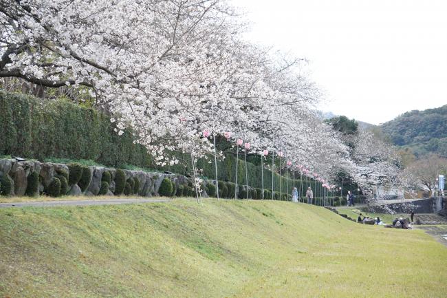 桜まつり