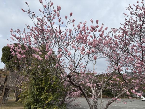 ツバキカンザクラ2