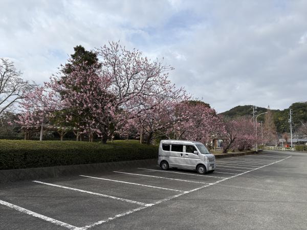 ツバキカンザクラ1