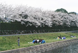 南楽園外堀桜まつり