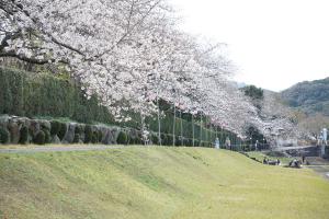 桜まつり