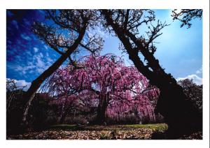 ベストショット賞