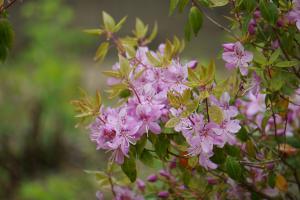トキワバイカツツジ