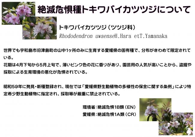 トキワバイカ