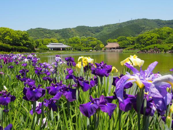 花菖蒲
